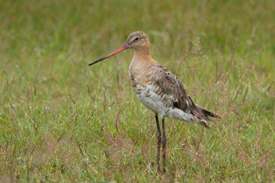 Black-tailed Godwit - Rdspov
