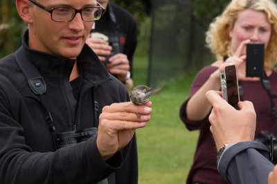 Sardinian Warbler - Sammetshtta