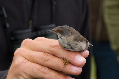 Sardinian Warbler - Sammetshtta