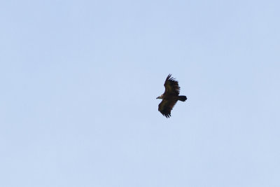 Eurasian Griffon Vulture - Gsgam