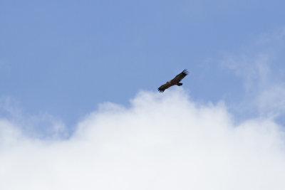 Eurasian Griffon Vulture - Gsgam