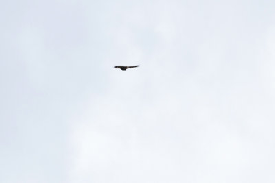 Eurasian Griffon Vulture - Gsgam