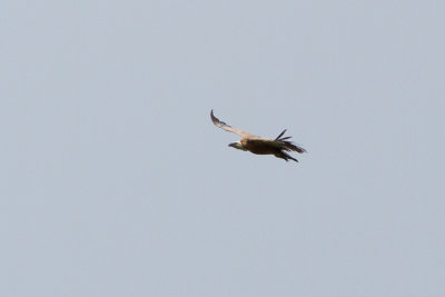 Eurasian Griffon Vulture - Gsgam