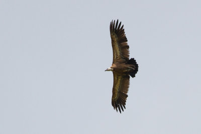 Eurasian Griffon Vulture - Gåsgam