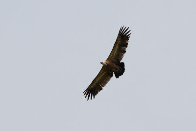 Eurasian Griffon Vulture - Gsgam