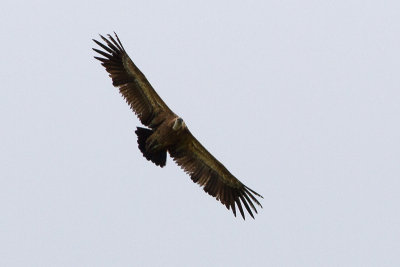Eurasian Griffon Vulture - Gsgam