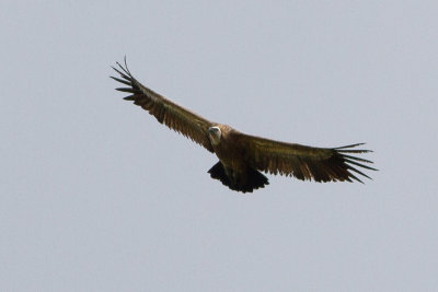 Eurasian Griffon Vulture - Gsgam