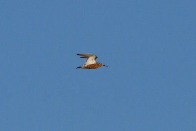 Curlew Sandpiper - Spovsnppa