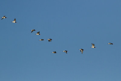 Eurasian Oystercatcher - Strandskata
