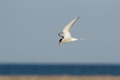 Arctic Tern - Silvertrna