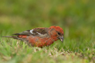 Two-barred Crossbill - Bndelkorsnbb