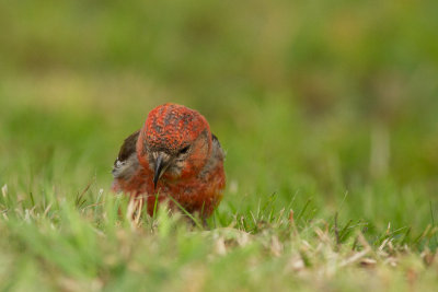 Two-barred Crossbill - Bndelkorsnbb