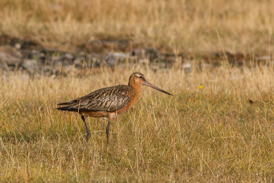 Bar-tailed Godwit - Myrspov