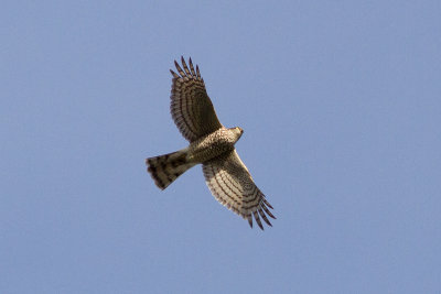 Eurasian Sparrowhawk - Sparvhk