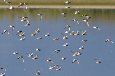 Sanderling - Sandlpare