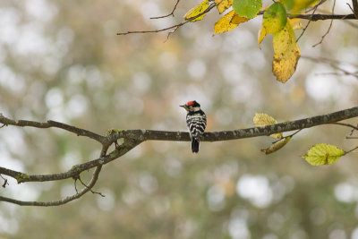 Lesser Spotted Woodpecker - Mindre hackspett
