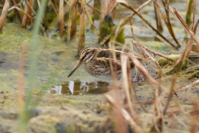 Jack Snipe - Dvrgbeckasin