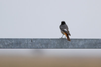 Black Redstart - Svart rdstjrt