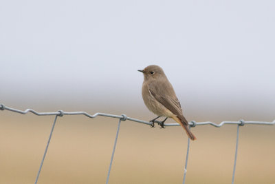 Black Redstart - Svart rdstjrt