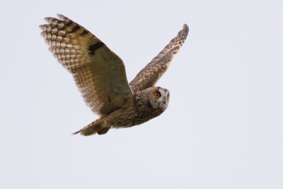 Long-eared Owl - Hornuggla