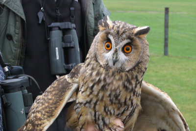 Long-eared Owl - Hornuggla