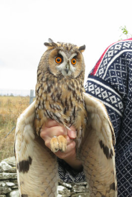 Long-eared Owl - Hornuggla