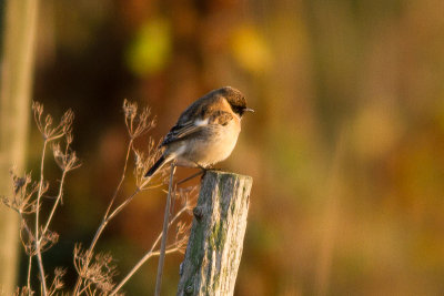 Siberian Stonechat - Vitgumpad buskskvtta