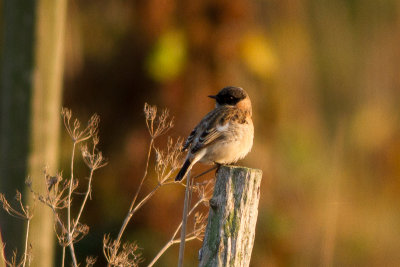 Siberian Stonechat - Vitgumpad buskskvtta
