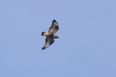 Rough-legged Buzzard - Fjllvrk