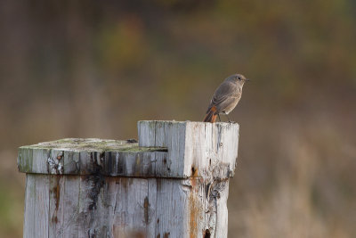 Black Redstart - Svart rdstjrt