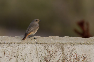 Black Redstart - Svart rdstjrt