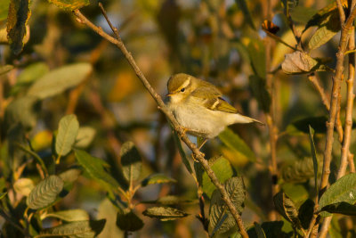 Yellow-browed Warbler - Taigasångare