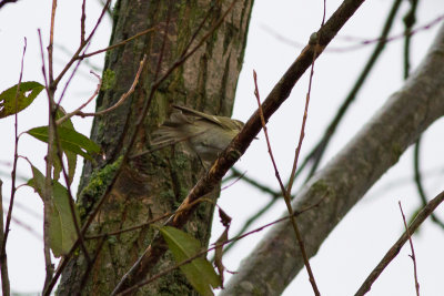 Hume's Leaf Warbler - Bergstaigasngare