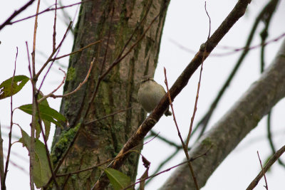 Hume's Leaf Warbler - Bergstaigasngare