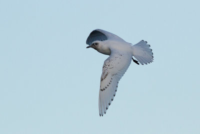 Ivory Gull - Isms