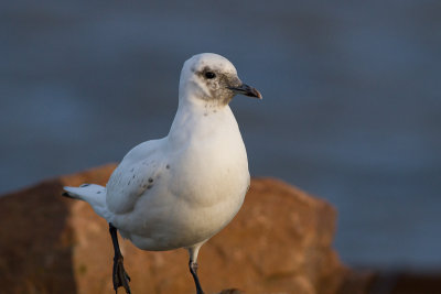 Ivory Gull - Isms