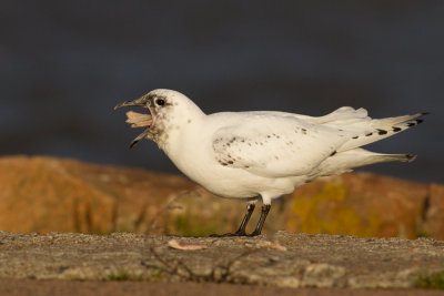 Ivory Gull - Isms