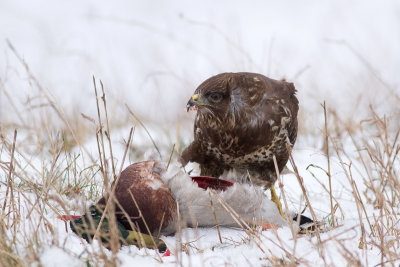 Common Buzzard - Ormvrk