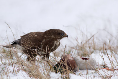 Common Buzzard - Ormvrk