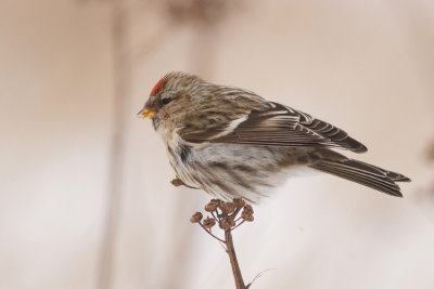 Common Redpoll - Grsiska