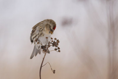 Common Redpoll - Grsiska