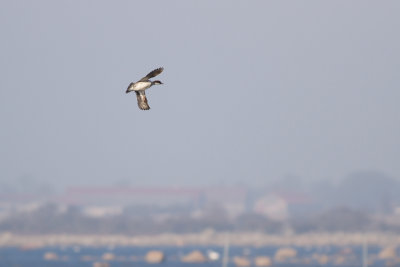 Smew - Salskrake