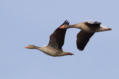 Greylag Goose - Grgs