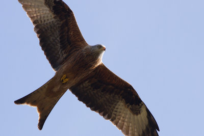 Red Kite - Rd glada