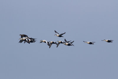 Common Eider - Ejder