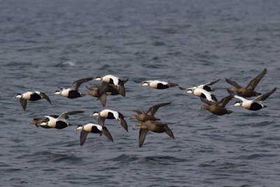 Common Eider - Ejder