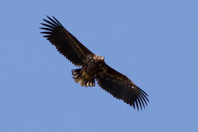 White-tailed Eagle - Havsrn