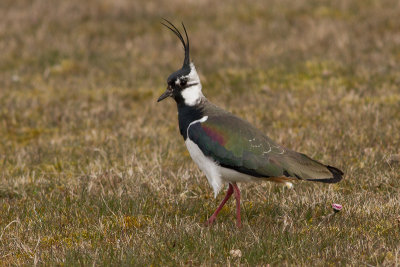 Northern Lapwing - Tofsvipa