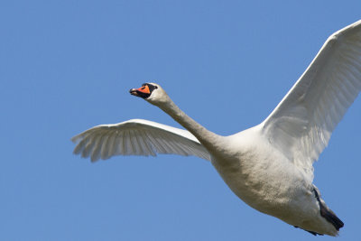 Mute Swan - Knlsvan