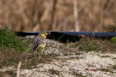 Citrine Wagtail - Citronrla